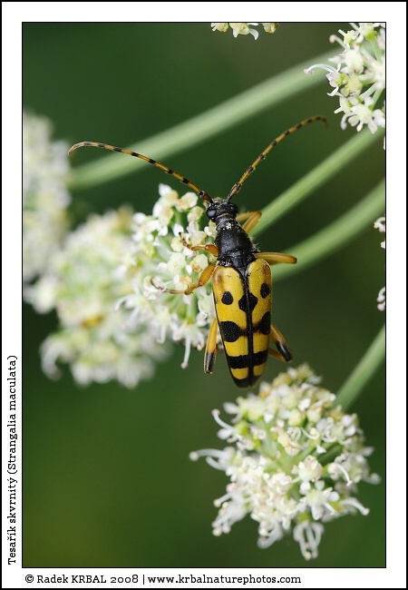 Tesa��k skvrnit� | Yellow-black Longhorn Beetle | Gefleckter Schmalbock | Strangalia maculata