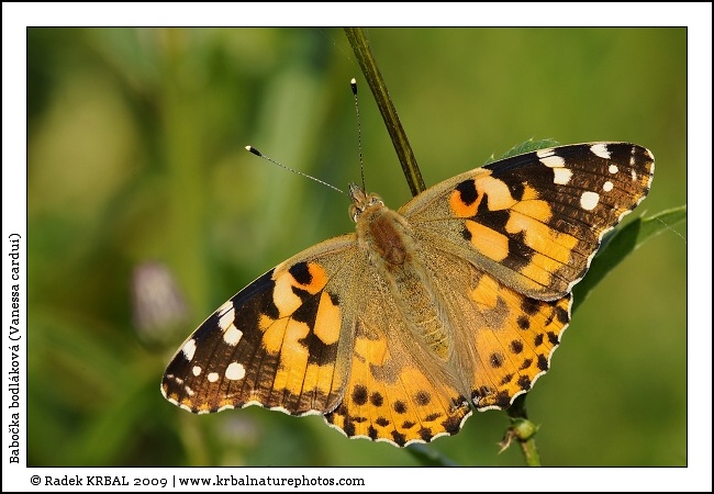 Babo�ka bodl�kov� | Painted Lady | Distelfalter | Vanessa cardui