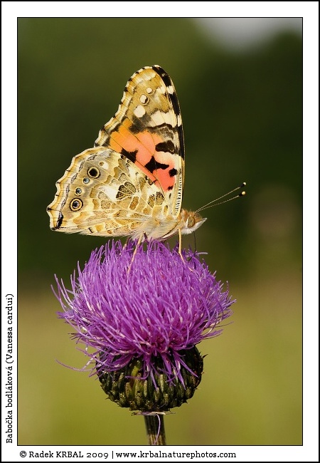 Babo�ka bodl�kov� | Painted Lady | Distelfalter | Vanessa cardui