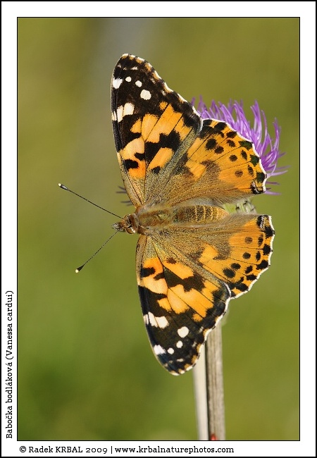 Babo�ka bodl�kov� | Painted Lady | Distelfalter | Vanessa cardui