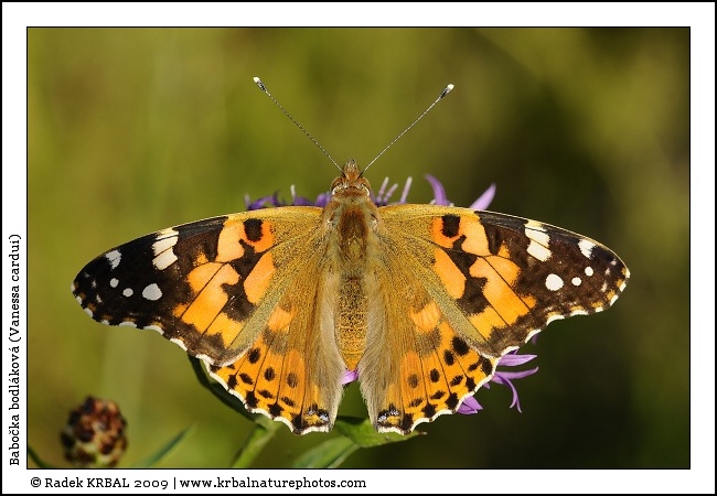 Babo�ka bodl�kov� | Painted Lady | Distelfalter | Vanessa cardui