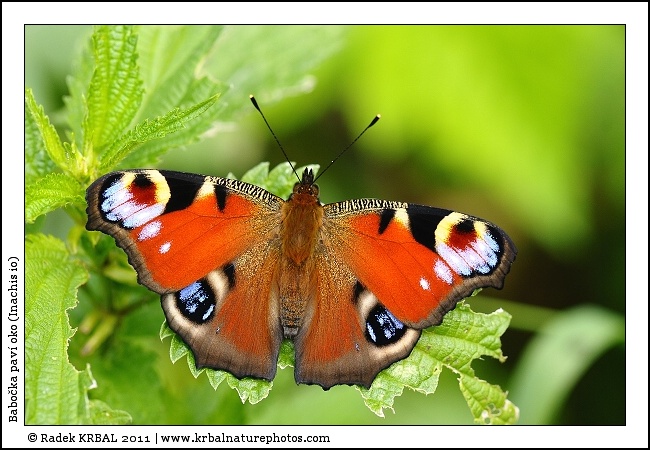 Babo�ka pav� oko | European Peacock Butterfly | Tagpfauenauge | Inachis io