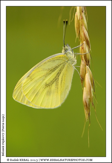 B�l�sek �epkov� | Green-veined White | Rapsweissling | Pieris napi