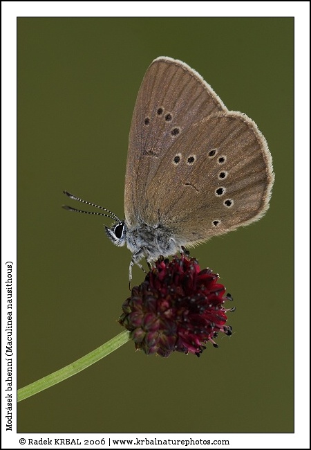 Modr�sek bahenn� | Dusky Large Blue | Dunkler Wiesenknopf-Ameisenbl�uling | Maculinea nausithous