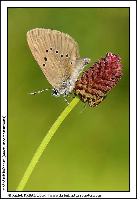 Modr�sek bahenn� | Dusky Large Blue | Dunkler Wiesenknopf-Ameisenbl�uling | Maculinea nausithous