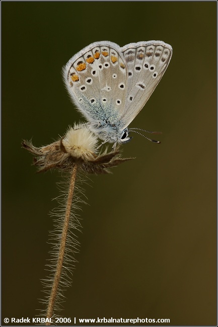 Modr�sek jehlicov� | Common Blue | Gemeiner Bl�uling | Polymmatus icarus