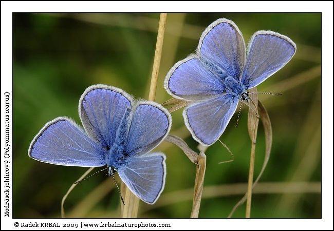 Modr�sek jehlicov� | Common Blue | Gemeiner Bl�uling | Polymmatus icarus
