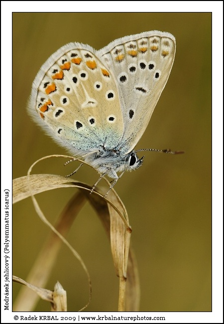Modr�sek jehlicov� | Common Blue | Gemeiner Bl�uling | Polymmatus icarus