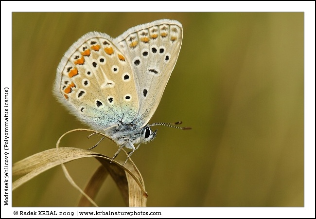 Modr�sek jehlicov� | Common Blue | Gemeiner Bl�uling | Polymmatus icarus