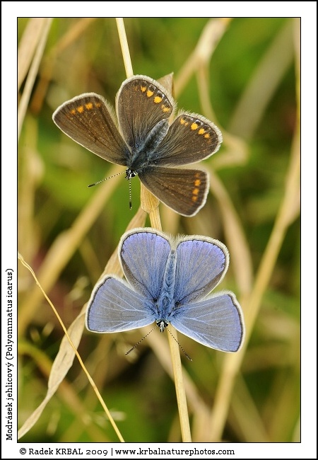 Modr�sek jehlicov� | Common Blue | Gemeiner Bl�uling | Polymmatus icarus
