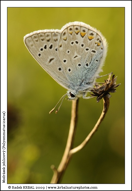Modr�sek jehlicov� | Common Blue | Gemeiner Bl�uling | Polymmatus icarus