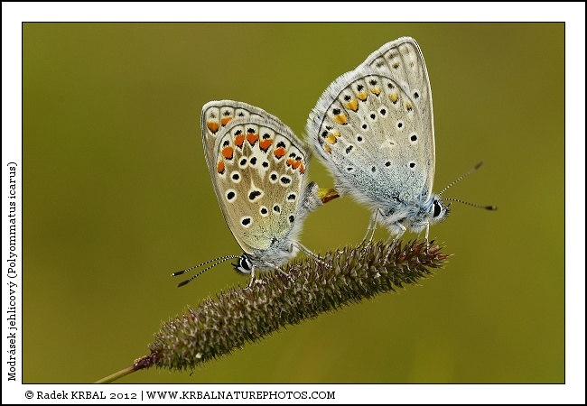 Modr�sek jehlicov� | Common Blue | Gemeiner Bl�uling | Polymmatus icarus