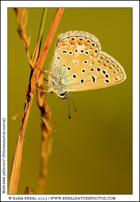 Modr�sek jehlicov� | Common Blue | Gemeiner Bl�uling | Polymmatus icarus