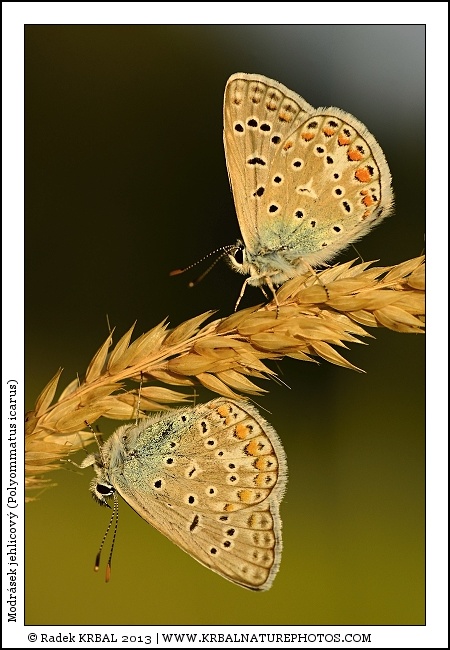 Modr�sek jehlicov� | Common Blue | Gemeiner Bl�uling | Polymmatus icarus
