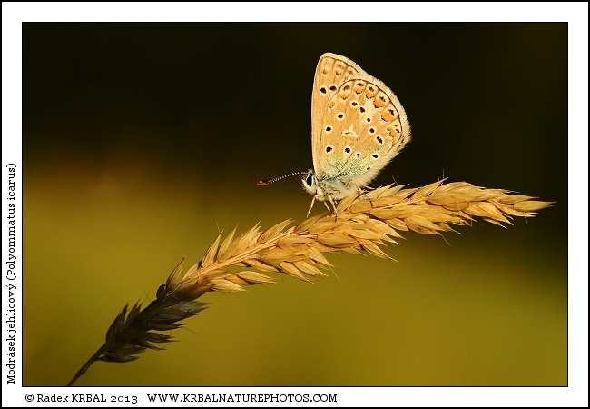 Modr�sek jehlicov� | Common Blue | Gemeiner Bl�uling | Polymmatus icarus
