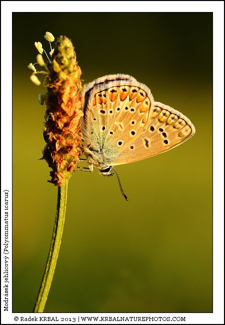Modr�sek jehlicov� | Common Blue | Gemeiner Bl�uling | Polymmatus icarus