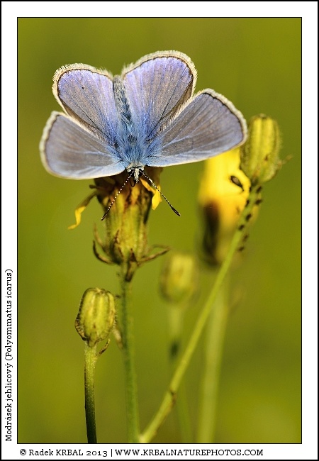 Modr�sek jehlicov� | Common Blue | Gemeiner Bl�uling | Polymmatus icarus