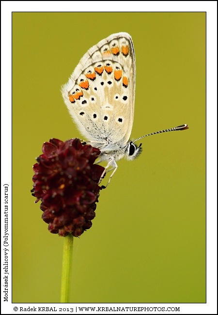 Modr�sek jehlicov� | Common Blue | Gemeiner Bl�uling | Polymmatus icarus