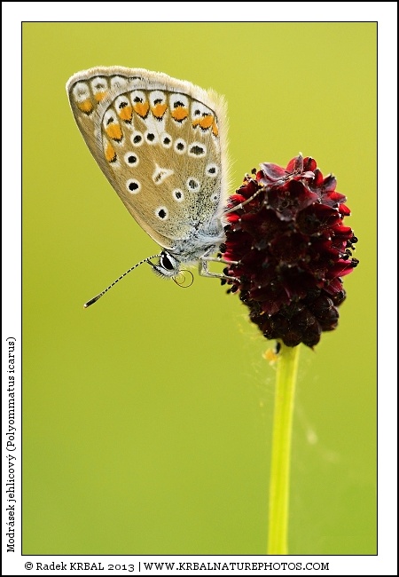 Modr�sek jehlicov� | Common Blue | Gemeiner Bl�uling | Polymmatus icarus