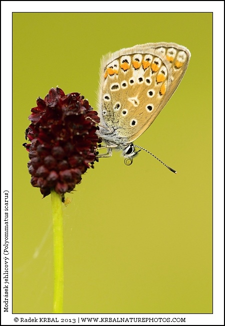 Modr�sek jehlicov� | Common Blue | Gemeiner Bl�uling | Polymmatus icarus