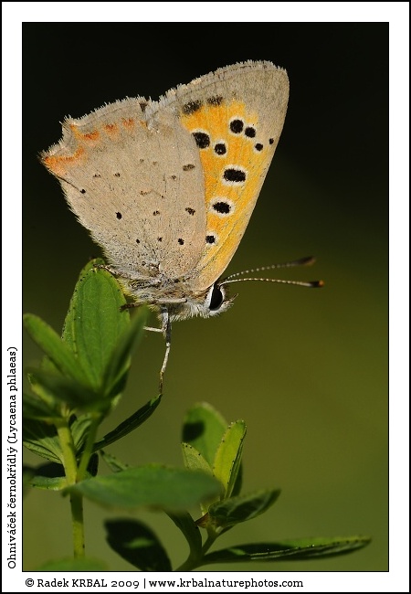 Ohniv��ek �ernok��dl� | Small Cooper | Kleiner Feuerfalter | Lycaena phlaeas