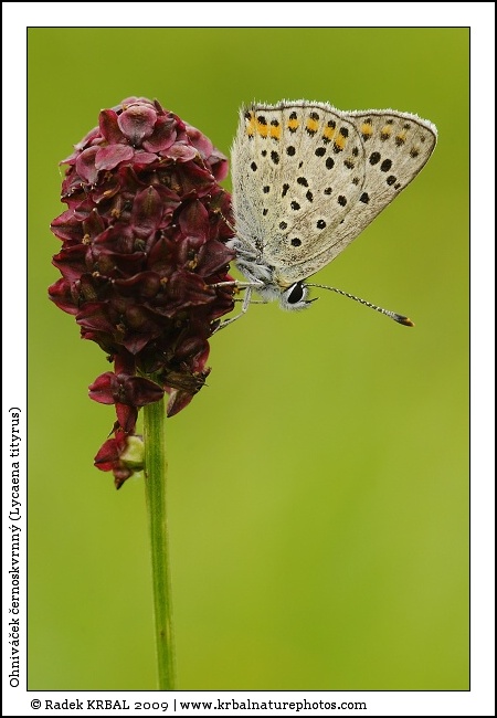 Ohniv��ek �ernoskvrnn� | Sooty Cooper | Brauner Feuerfalter | Lycaena tityrus