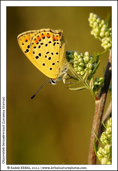 Ohniv��ek �ernoskvrnn� | Sooty Cooper | Brauner Feuerfalter | Lycaena tityrus