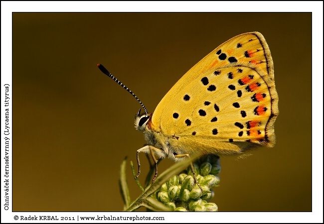 Ohniv��ek �ernoskvrnn� | Sooty Cooper | Brauner Feuerfalter | Lycaena tityrus
