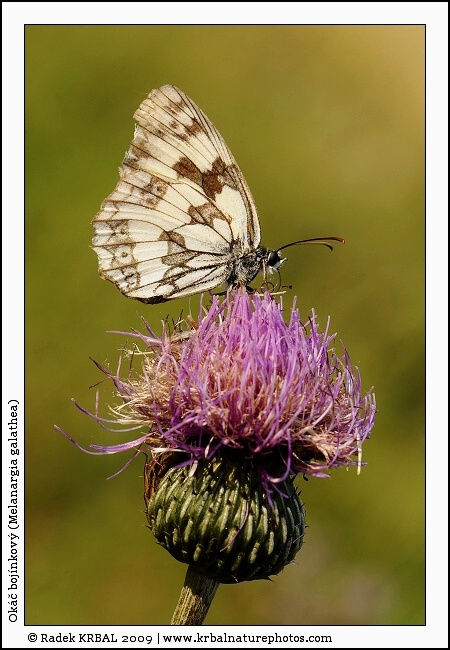 Ok�� boj�nkov� | Marbled White | Schachbrett | Melanargia galathea