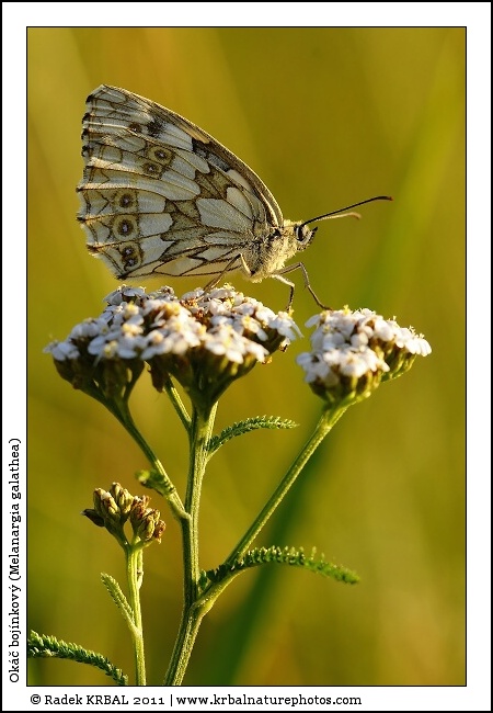 Ok�� boj�nkov� | Marbled White | Schachbrett | Melanargia galathea