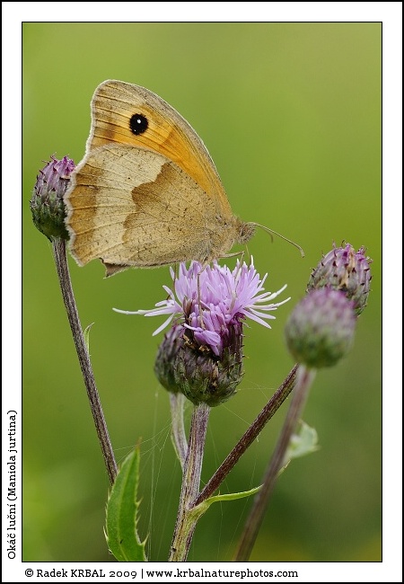 Ok�� lu�n� | Meadow Brown | Grosses Ochsenauge | Maniola jurtina