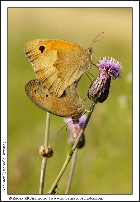 Ok�� lu�n� | Meadow Brown | Grosses Ochsenauge | Maniola jurtina