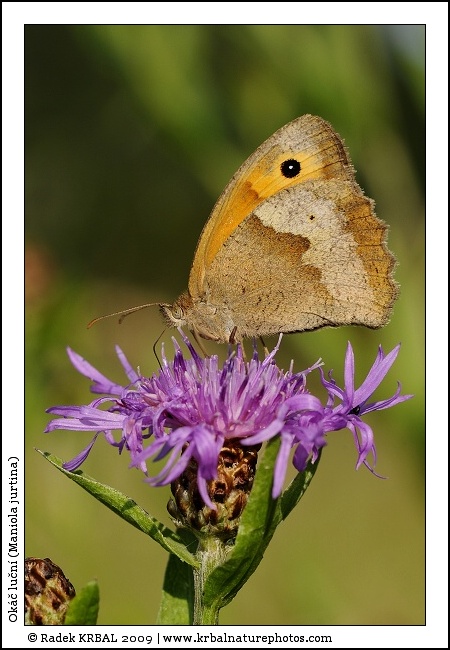 Ok�� lu�n� | Meadow Brown | Grosses Ochsenauge | Maniola jurtina