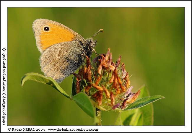 Ok�� poh��kov� | Small Heath | Kleines Wiesenv�gelchen | Coenonympha pamphilus