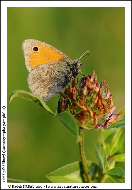 Ok�� poh��kov� | Small Heath | Kleines Wiesenv�gelchen | Coenonympha pamphilus