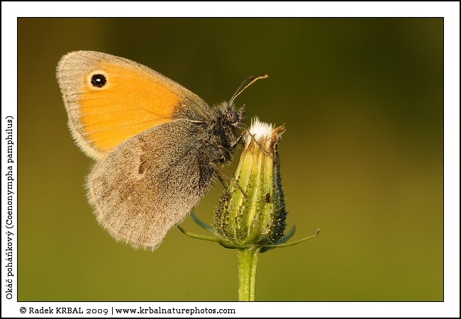Ok�� poh��kov� | Small Heath | Kleines Wiesenv�gelchen | Coenonympha pamphilus