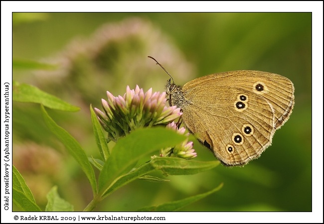 Ok�� pros��kov� | Ringlet | Brauner Waldvogel | Aphantopus hyperanthus