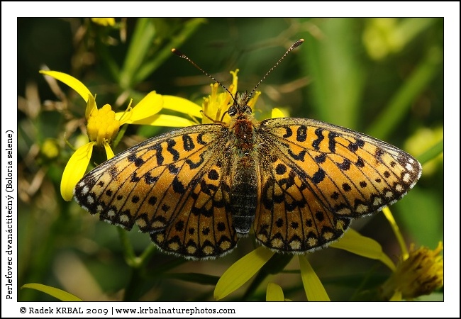 Perle�ovec dvan�ctite�n� | Small Pearl-bordered Fritillary | Braunfleckiger Perlmutterfalter | Boloria selene