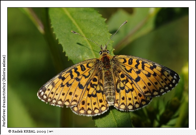 Perle�ovec dvan�ctite�n� | Small Pearl-bordered Fritillary | Braunfleckiger Perlmutterfalter | Boloria selene