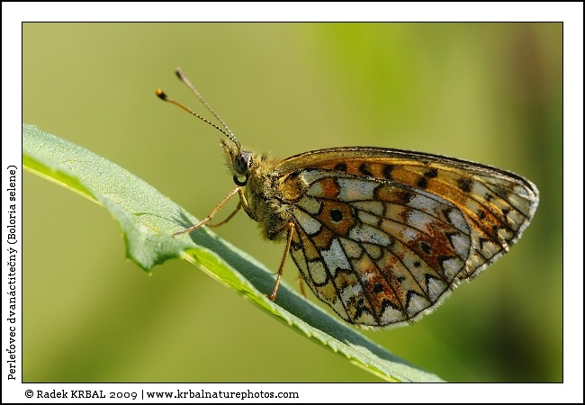 Perle�ovec dvan�ctite�n� | Small Pearl-bordered Fritillary | Braunfleckiger Perlmutterfalter | Boloria selene