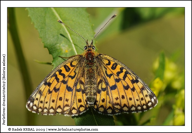 Perle�ovec dvan�ctite�n� | Small Pearl-bordered Fritillary | Braunfleckiger Perlmutterfalter | Boloria selene