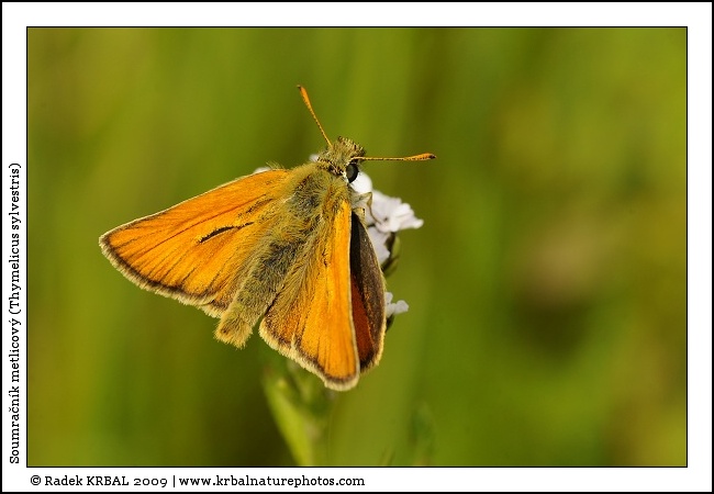 Soumra�n�k metlicov� | Small Skipper | Braunkolbiger Braun-Dickkopffalter | Thymelicus sylvestris