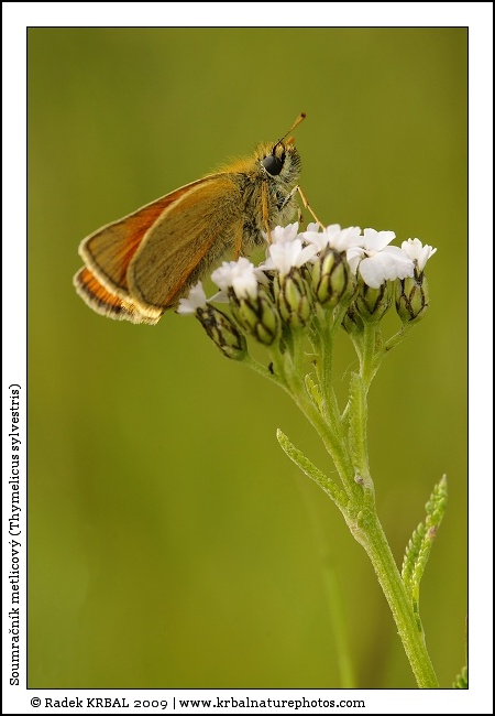 Soumra�n�k metlicov� | Small Skipper | Braunkolbiger Braun-Dickkopffalter | Thymelicus sylvestris