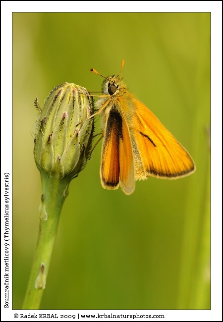 Soumra�n�k metlicov� | Small Skipper | Braunkolbiger Braun-Dickkopffalter | Thymelicus sylvestris