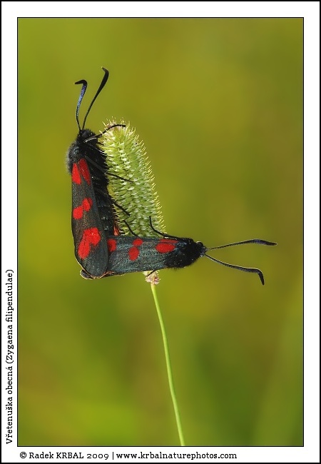 V�etenu�ka obecn� | Six-spot Burnet | Sechsfleck-Widderchen | Zygaena filipendulae