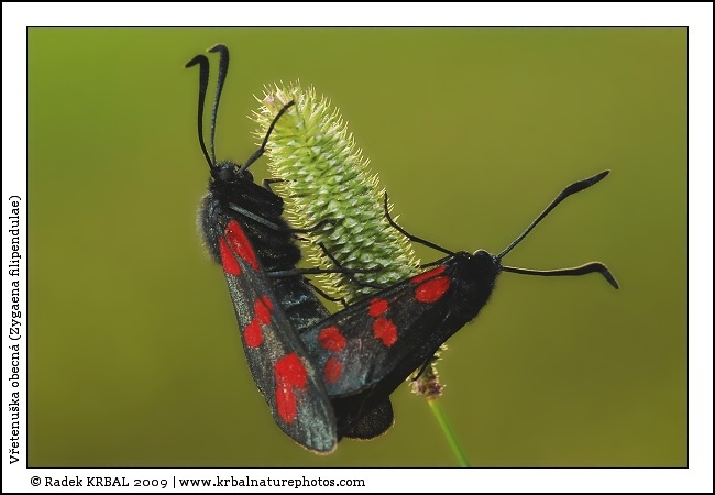 V�etenu�ka obecn� | Six-spot Burnet | Sechsfleck-Widderchen | Zygaena filipendulae