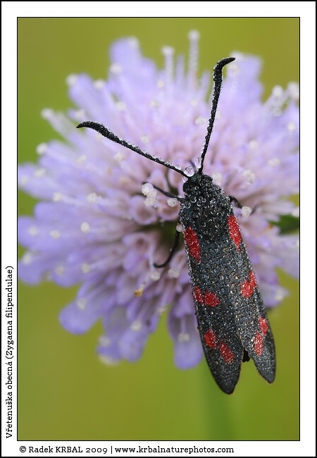 V�etenu�ka obecn� | Six-spot Burnet | Sechsfleck-Widderchen | Zygaena filipendulae