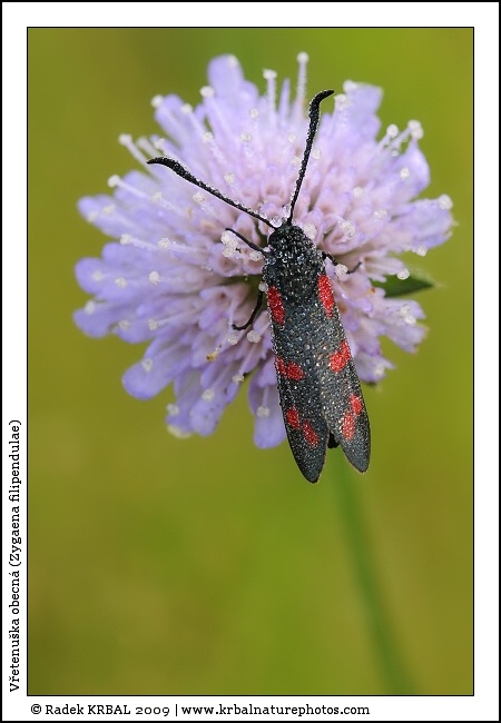 V�etenu�ka obecn� | Six-spot Burnet | Sechsfleck-Widderchen | Zygaena filipendulae