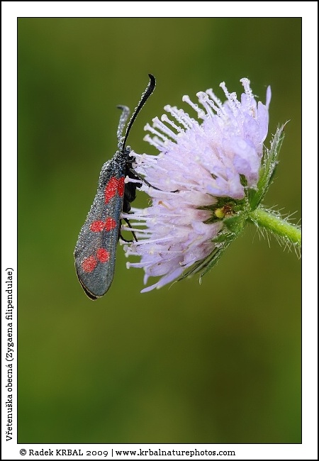 V�etenu�ka obecn� | Six-spot Burnet | Sechsfleck-Widderchen | Zygaena filipendulae