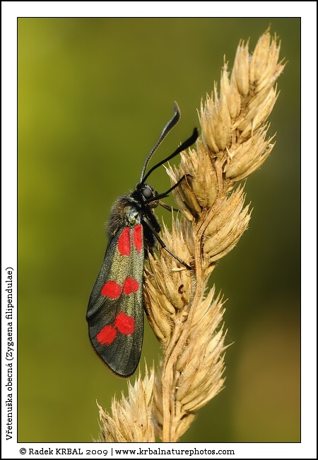 V�etenu�ka obecn� | Six-spot Burnet | Sechsfleck-Widderchen | Zygaena filipendulae